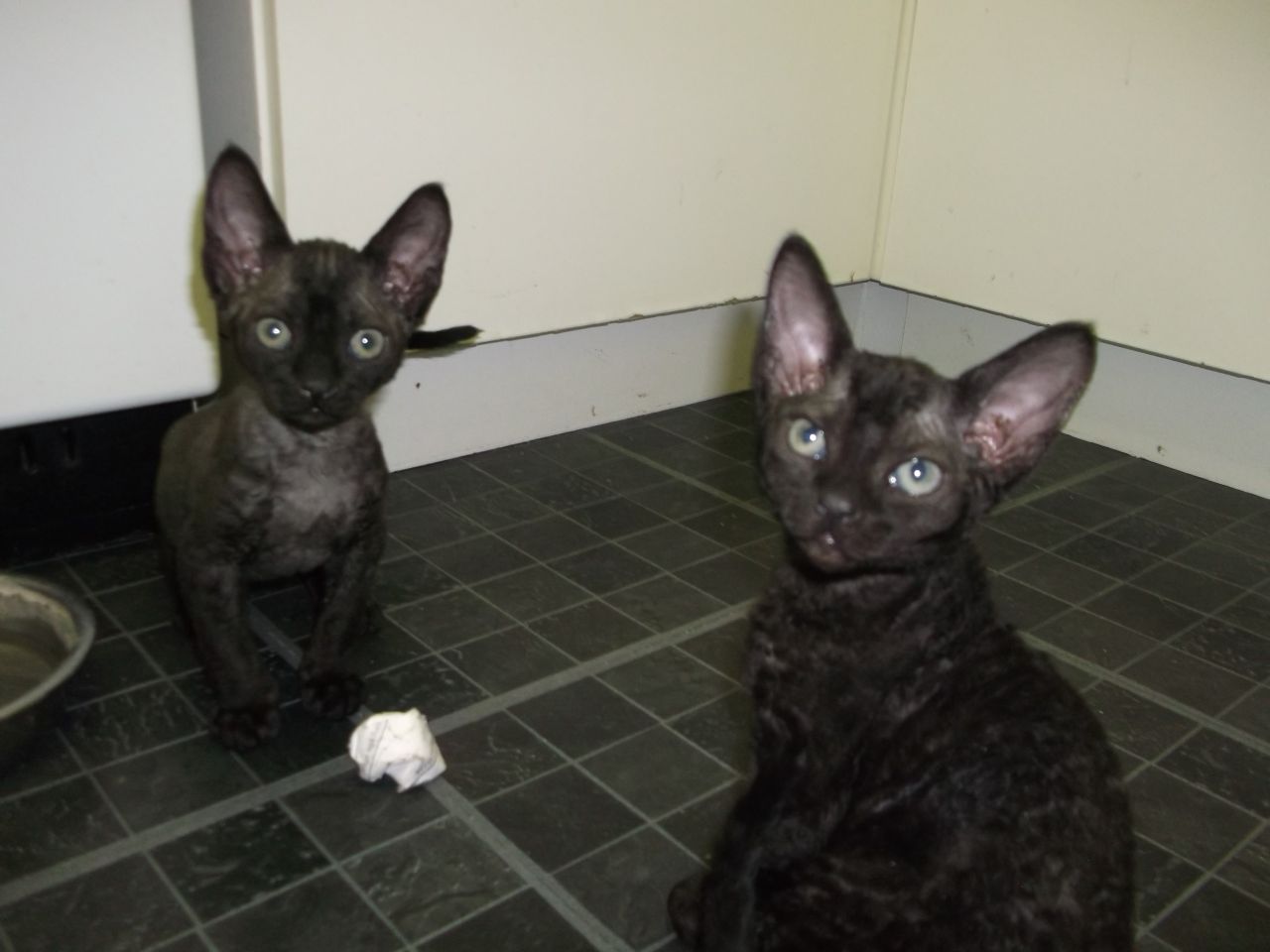 Two Beautiful Black Devon Rex Kitten