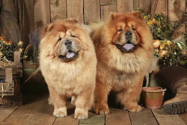 Two Beautiful Chow Chow Dogs