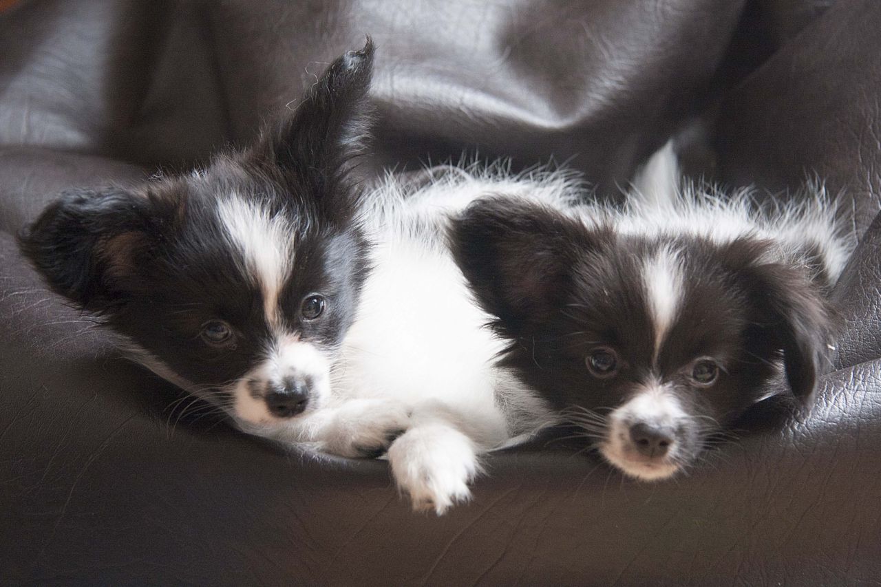 Two Cute Black And White Papillon Puppies