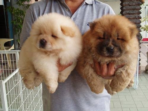 Two Cute Chow Chow Puppies In Hand