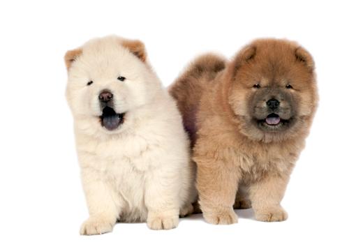 Two Cute Chow Chow Puppies
