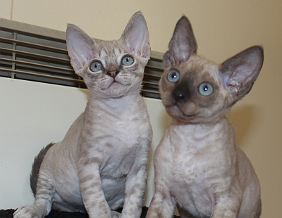 Two Cute Devon Rex Kittens