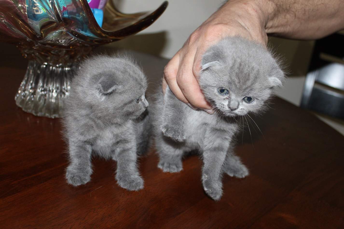 Two Cute Grey Scottish Fold Kitten