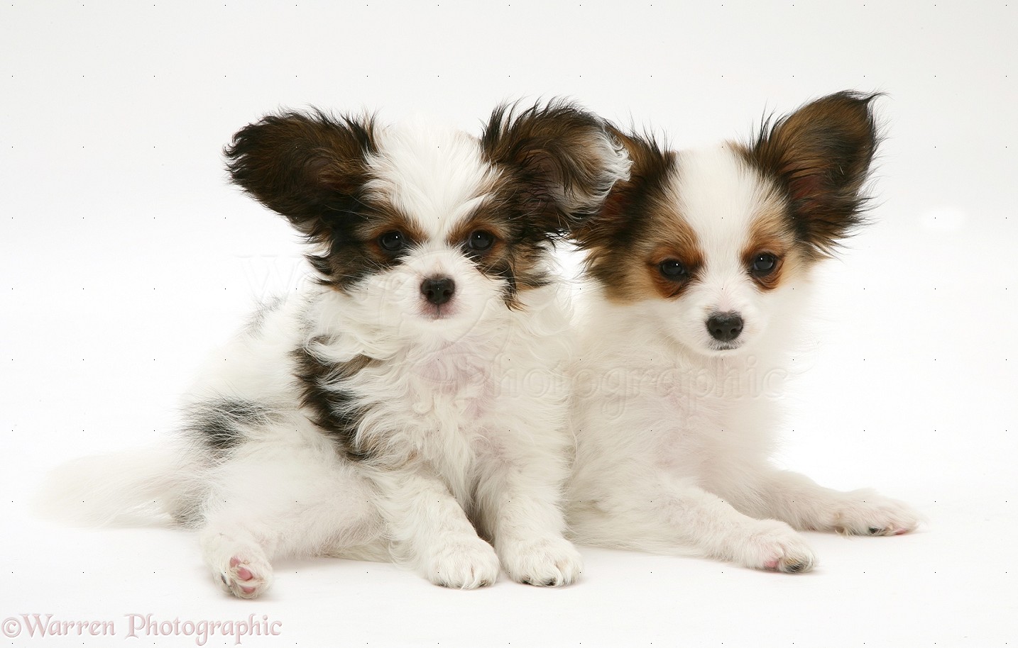 Two Cute Papillon Puppies