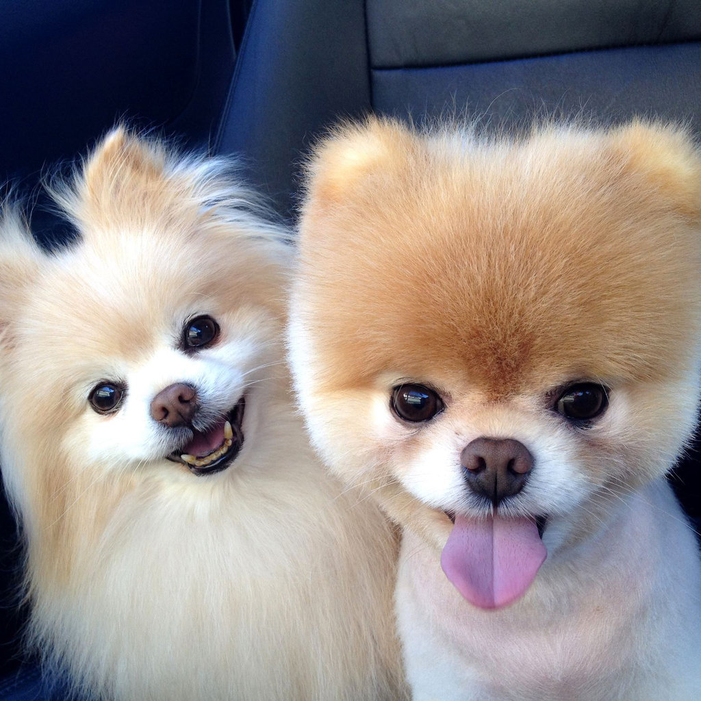 Two Cute Pomeranian Puppies Picture