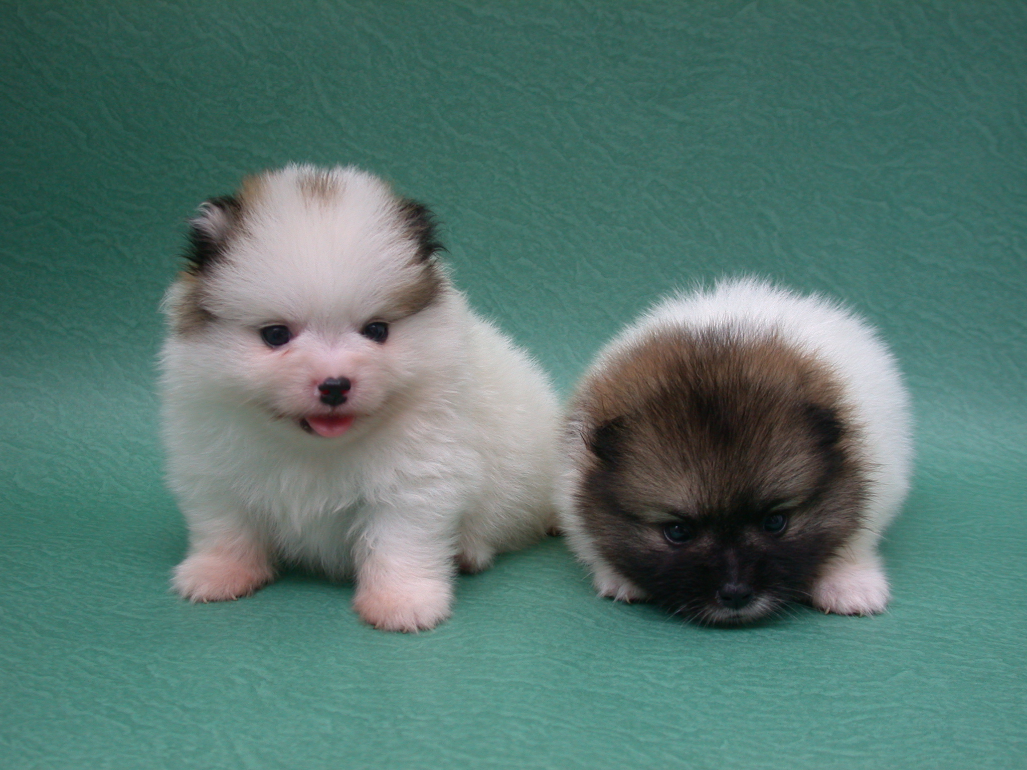 Two Cute Pomeranian Puppies