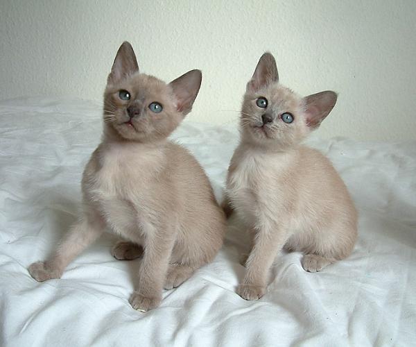 Two Cute Tonkinese Kittens