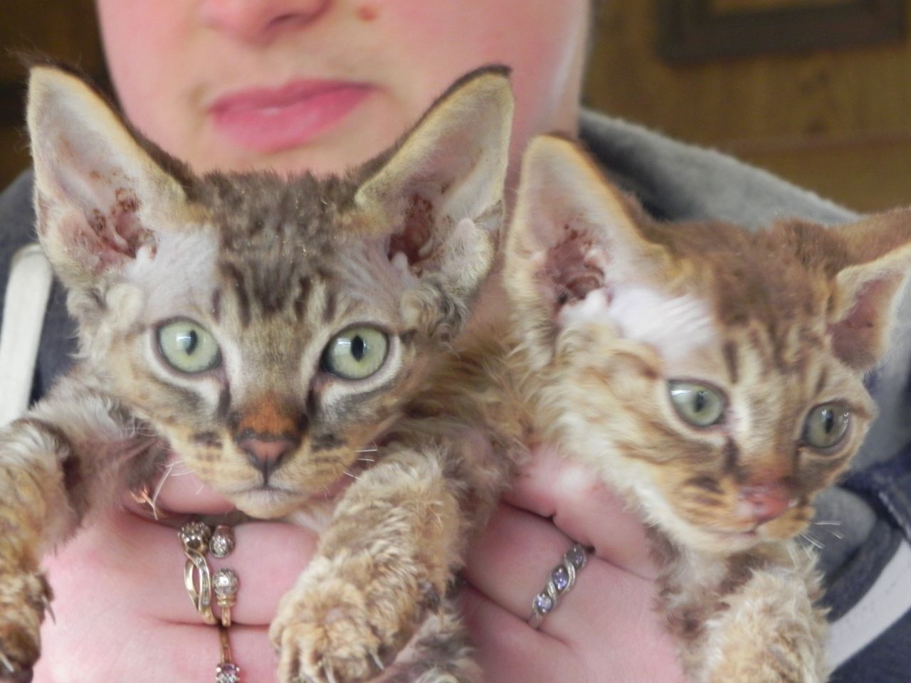 Two Devon Rex Kittens Picture