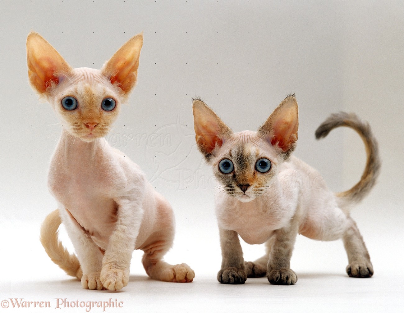 Two Devon Rex Kittens