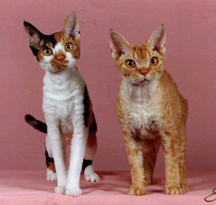 Two Devon Rex cats