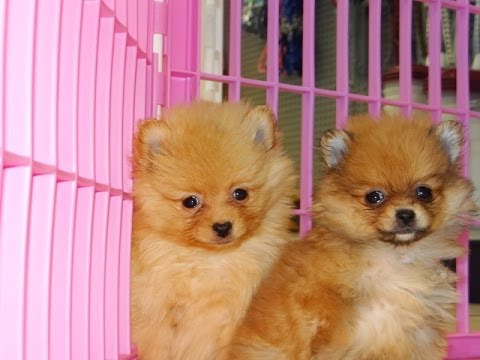 Two Pomeranian Puppies Picture