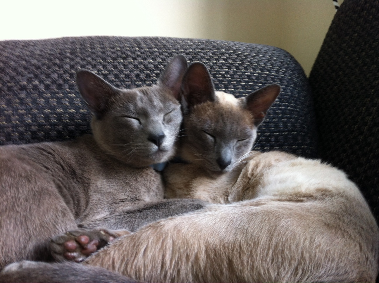 Two Sleeping Tonkinese Cats