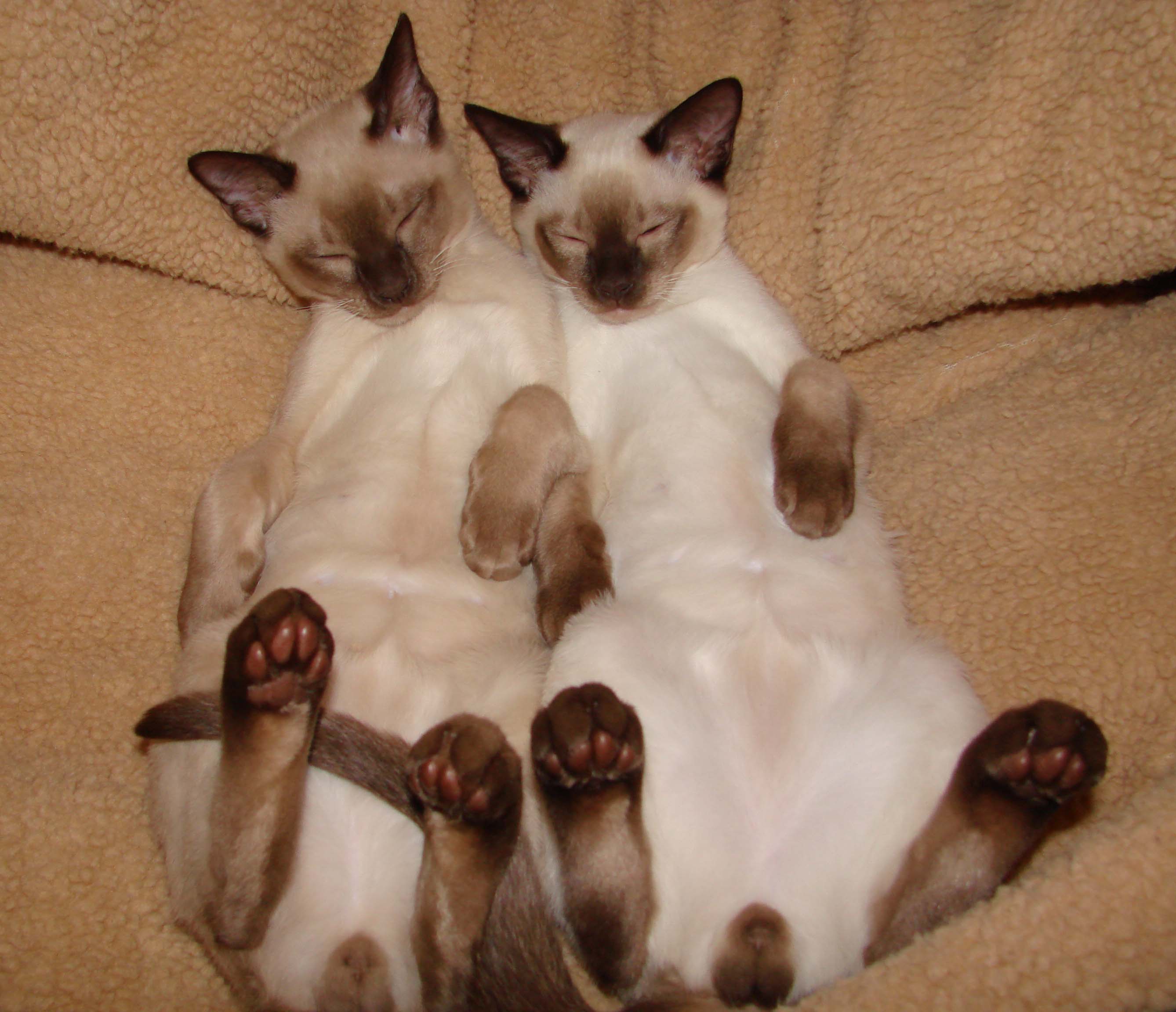 Two Sleeping Tonkinese Cats