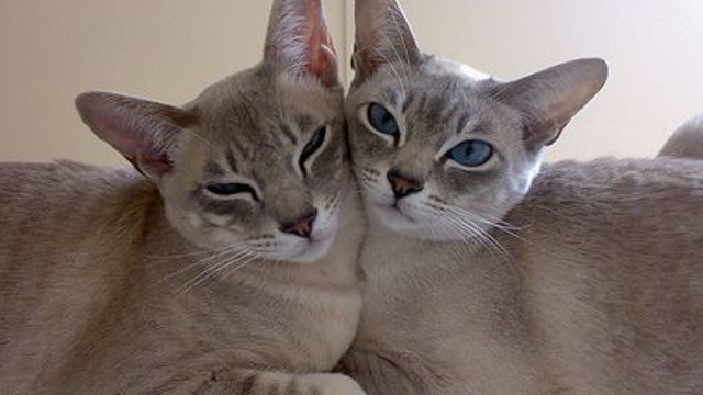 Two Tonkinese Cats Picture