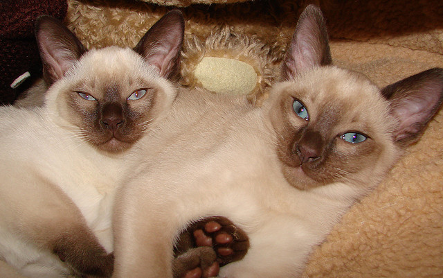 Two Tonkinese Cats Posing For Photo