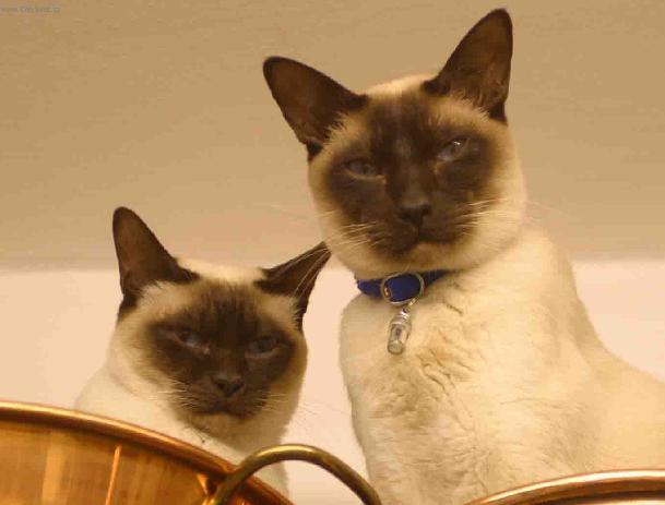 Two Tonkinese Cats