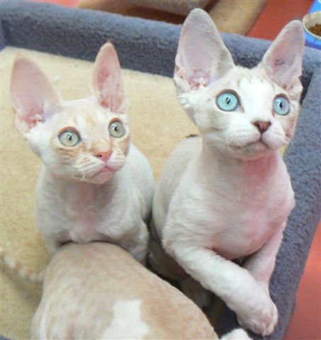 Two White Devon Rex Cats Looking Up