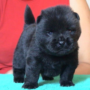 Very Cute Black Chow Chow Puppy