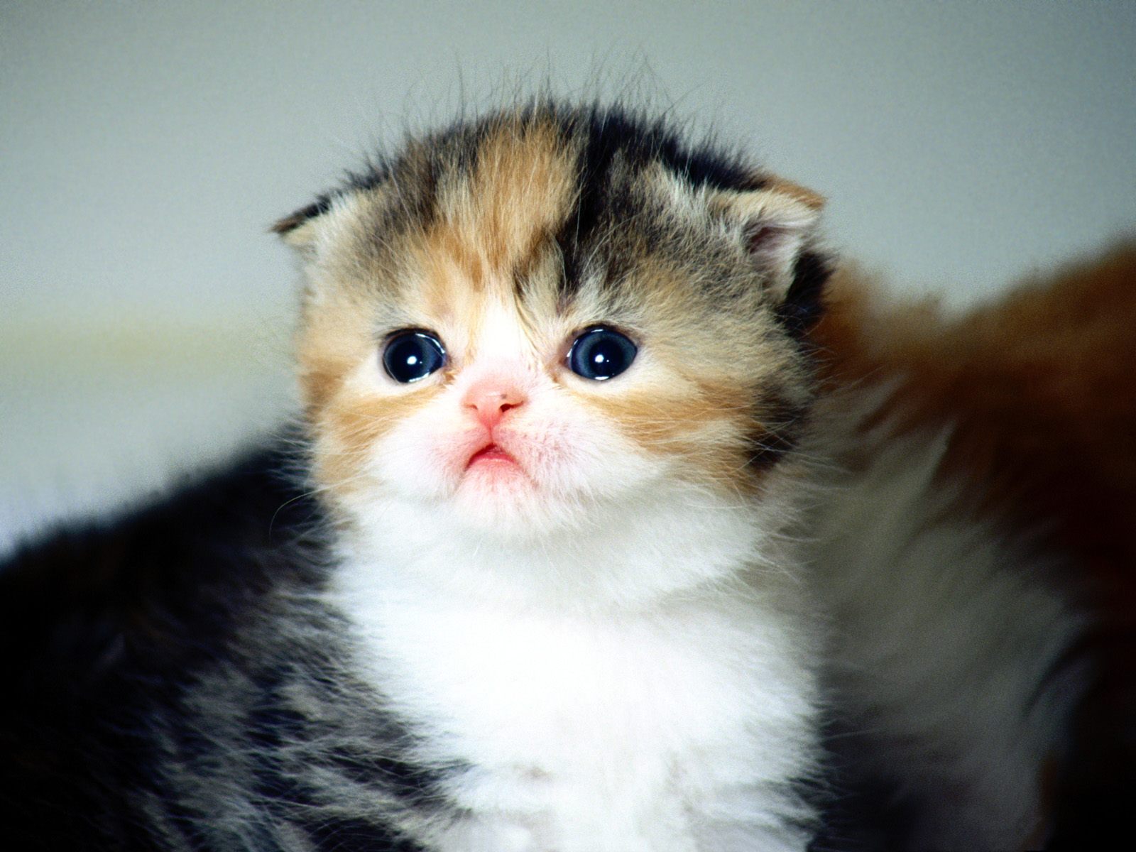 Very Cute Face Scottish Fold Kitten
