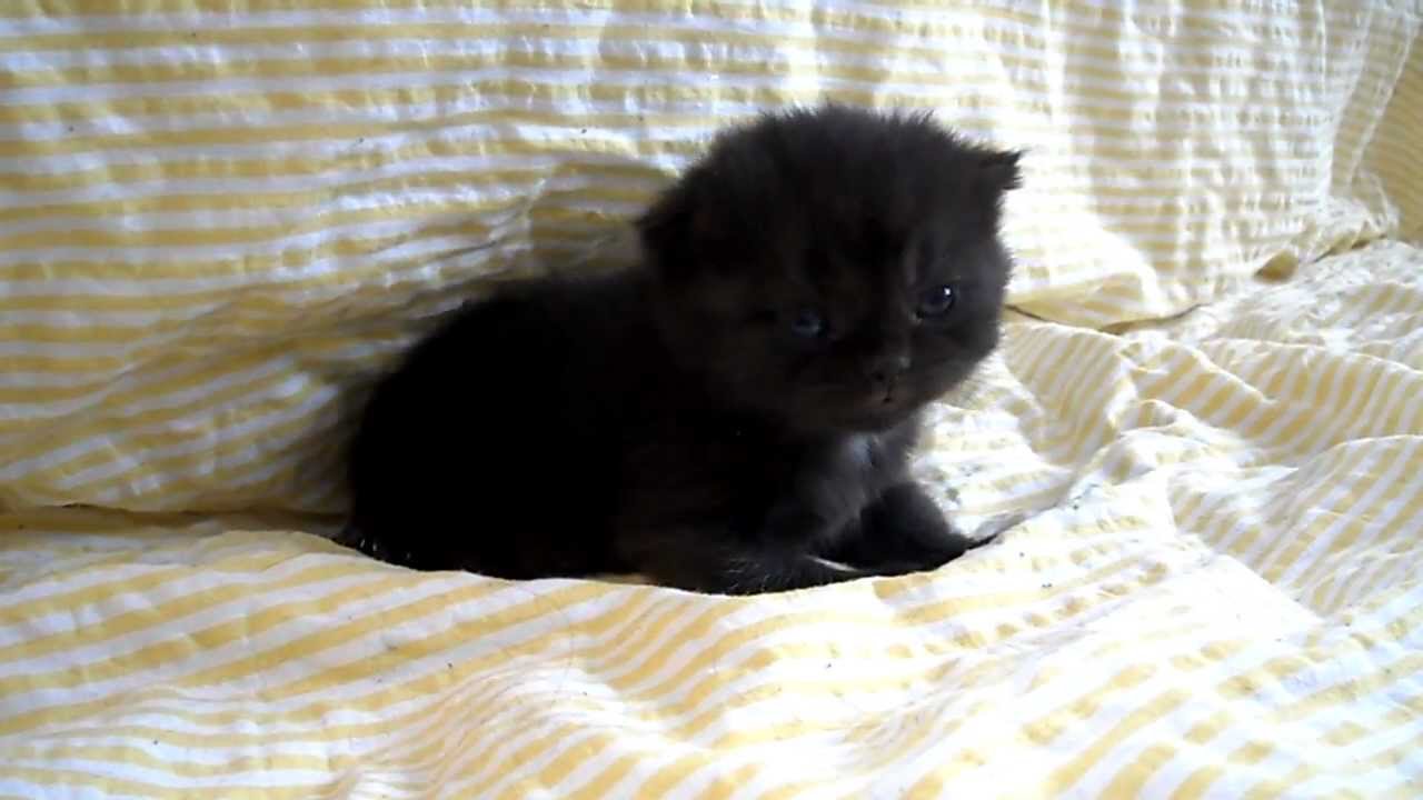 Very Cute Miniature Black Scottish Fold Kitten On Bed