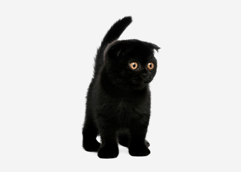 Very Cute Miniature Black Scottish Fold Kitten
