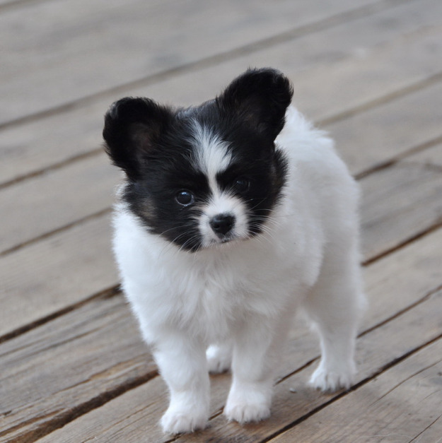 Very Cute Papillon Black And White Puppy