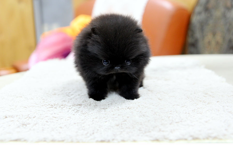 Very Cute Tea Cup Black Pomeranian Puppy
