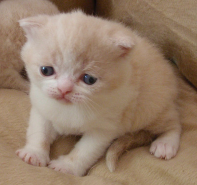 Very Little White Scottish Fold Kitten