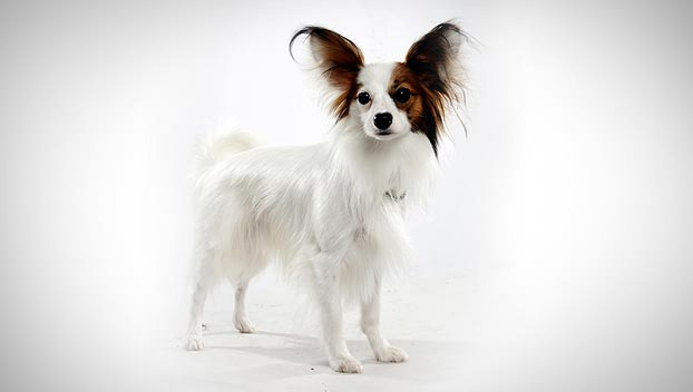 White And Brown Papillon Dog Photo