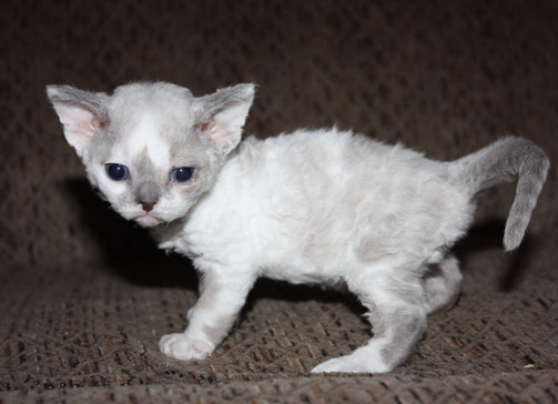 White And Grey Devon Rex Kitten