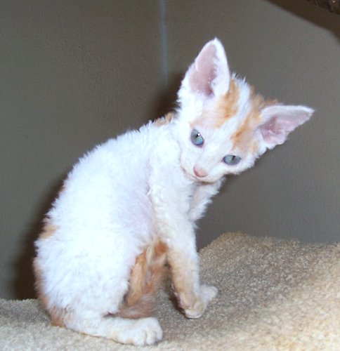 White And Orange Devon Rex Kitten