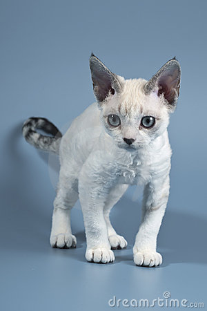 White Beautiful Devon Rex Kitten