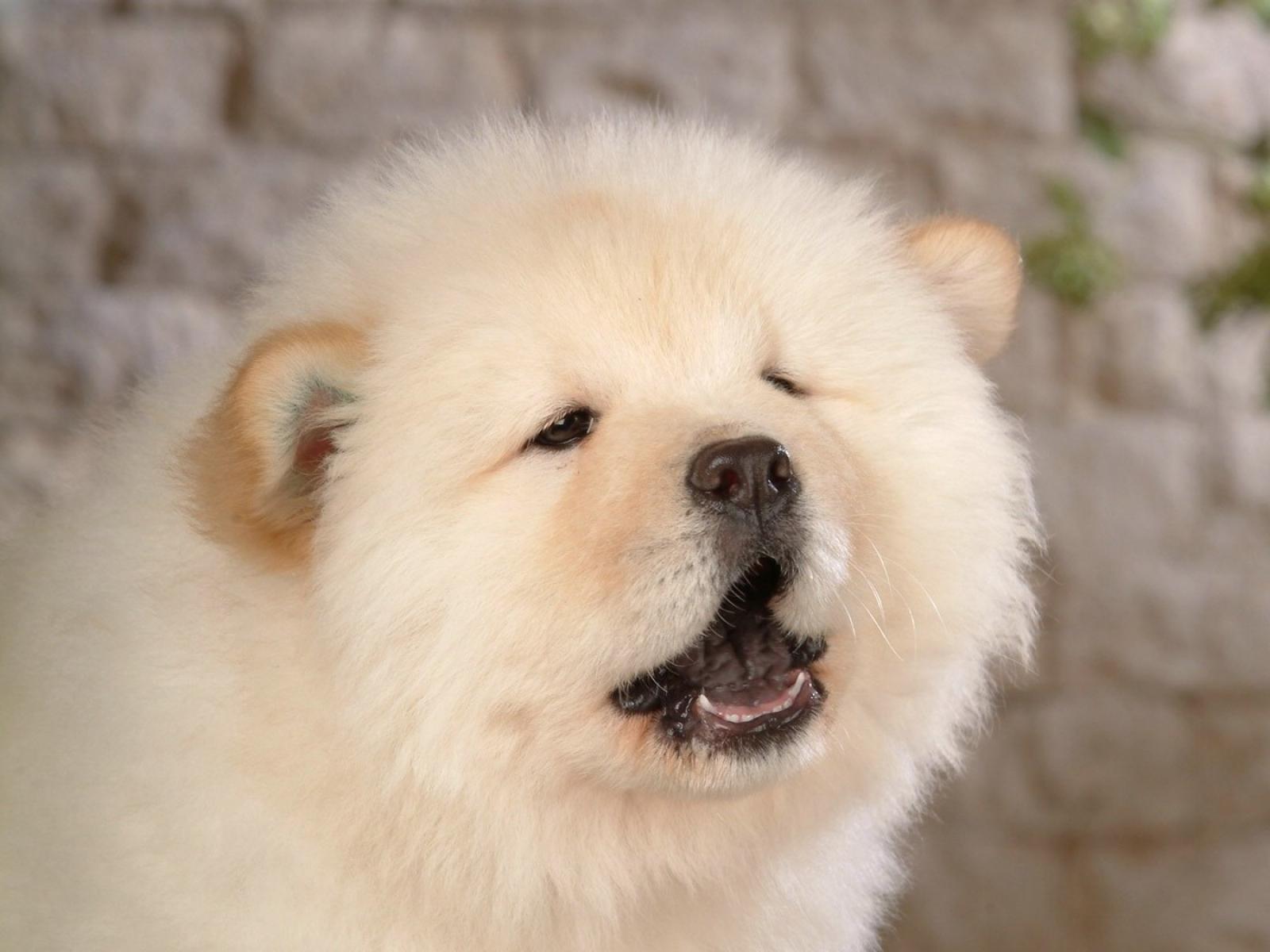 White Chow Chow Close Up Picture