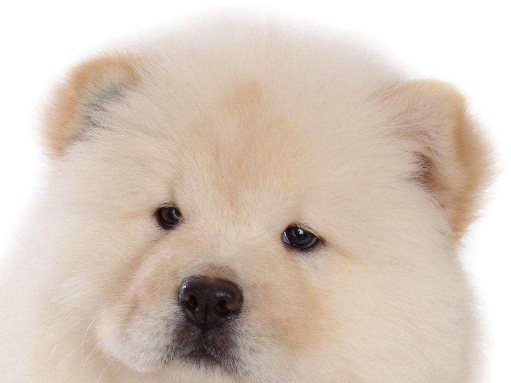 White Chow Chow Dog Closeup Picture