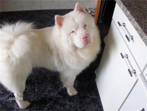 White Chow Chow Dog Image