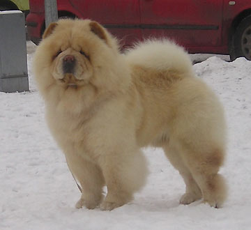 White Chow Chow Dog In Snow