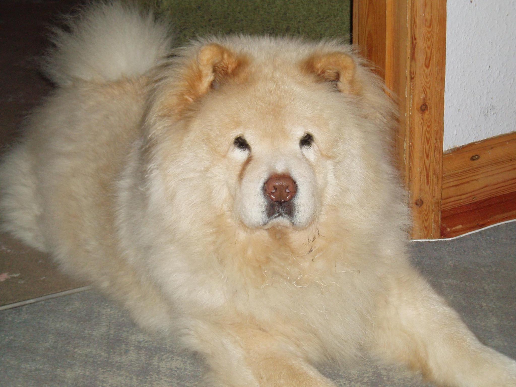 White Chow Chow Dog Picture