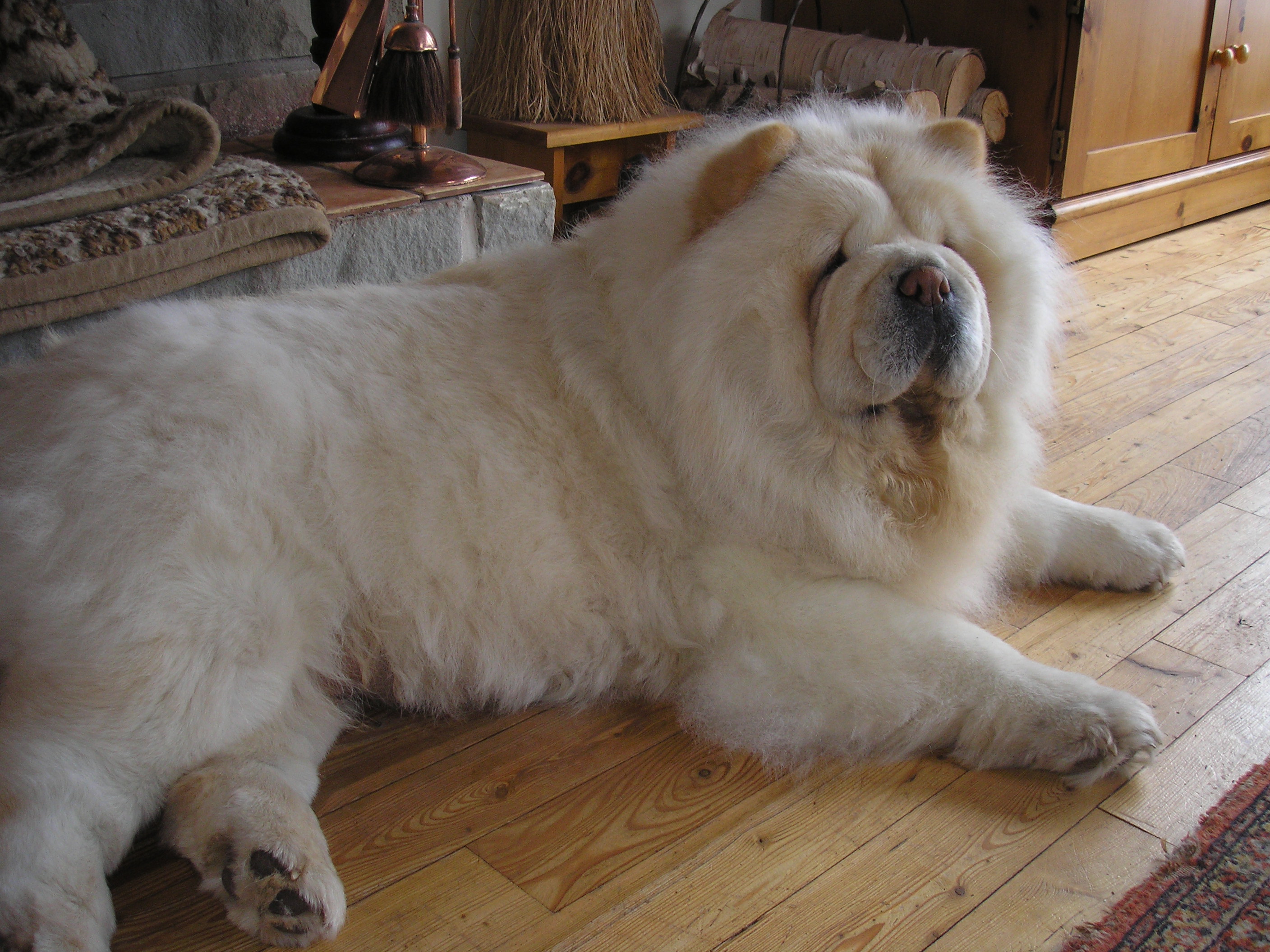 White Chow Chow Dog Sitting On Floor