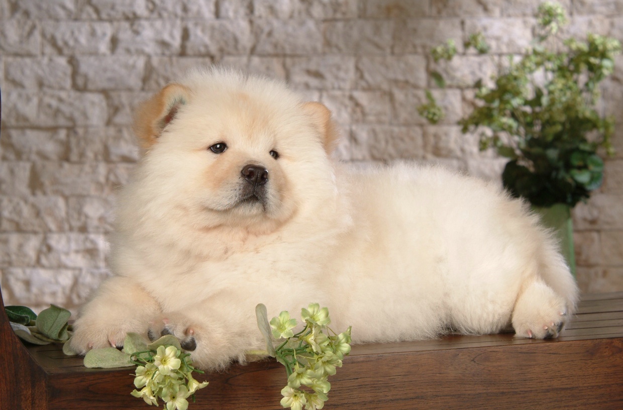 White Chow Chow Dog Sitting On Table