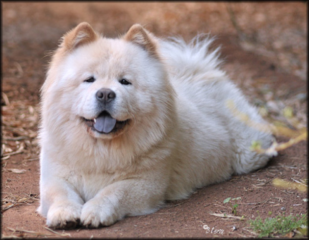 White Chow Chow Dog Sitting Picture