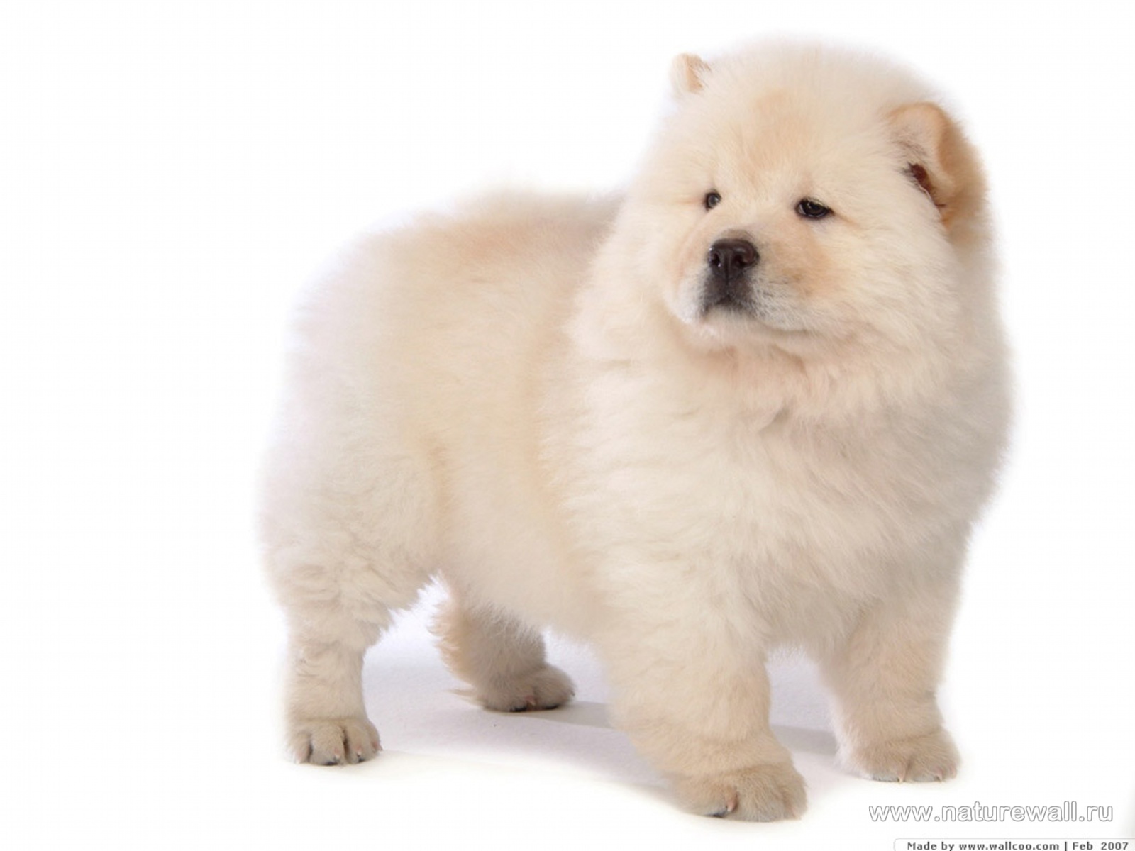 White Chow Chow Dog Wallpaper
