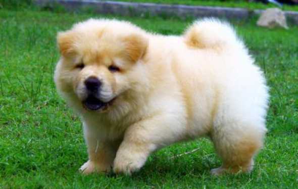 White Chow Chow Puppy In Lawn