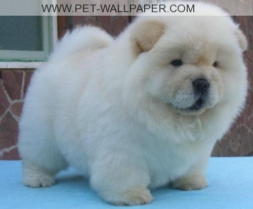 White Cute Chow Chow Dog Picture