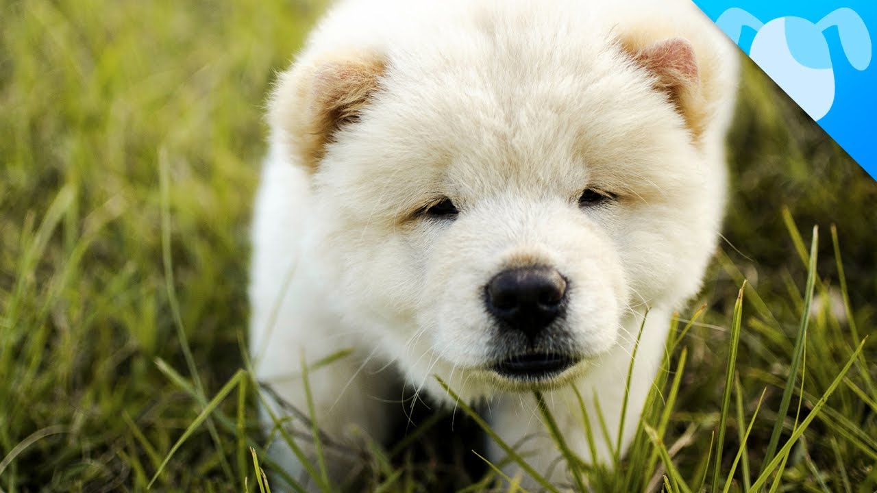 White Cute Chow Chow Puppy