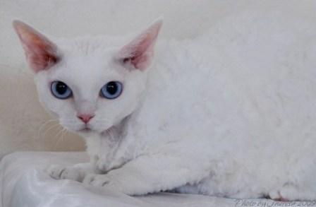White Cute Devon Rex Cat Picture