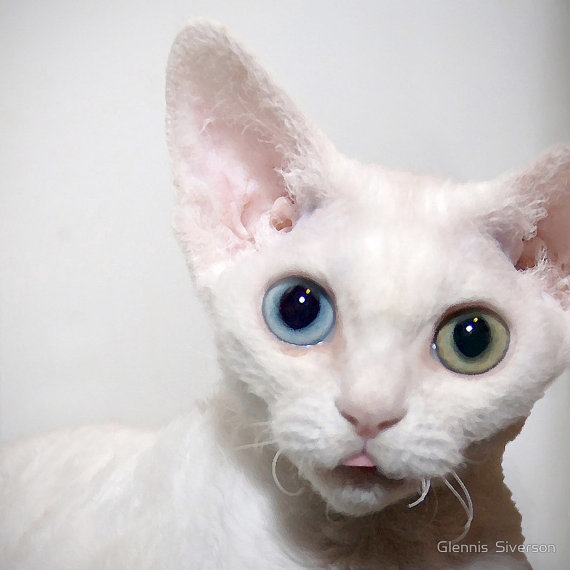 White Cute Devon Rex Kitten With Odd Eye
