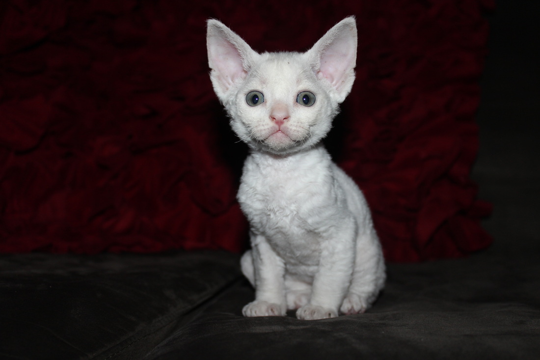 White Cute Little Devon Rex Kitten