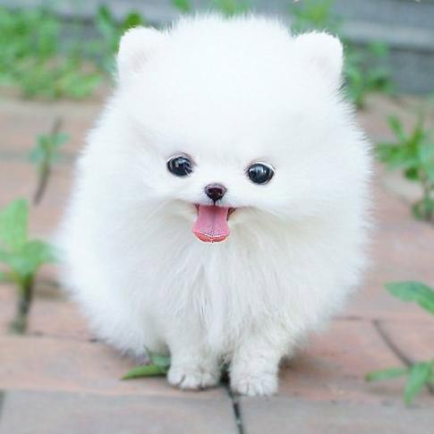 White Cute Pomeranian Puppy