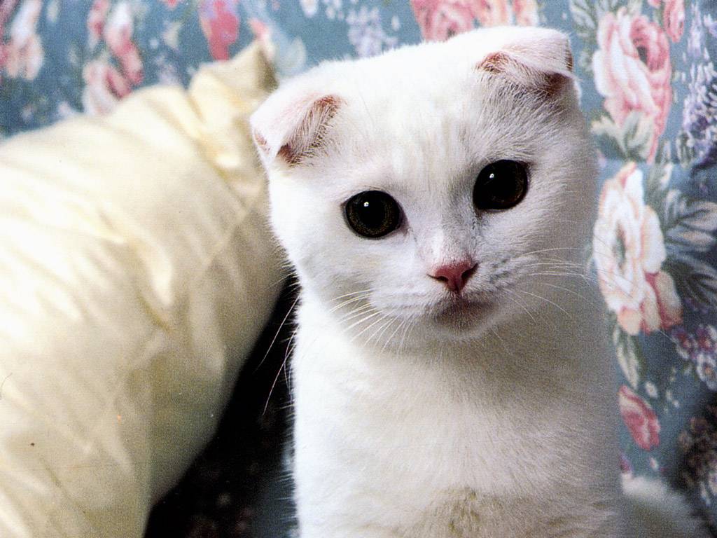 White Cute Scottish Fold Kitten Face
