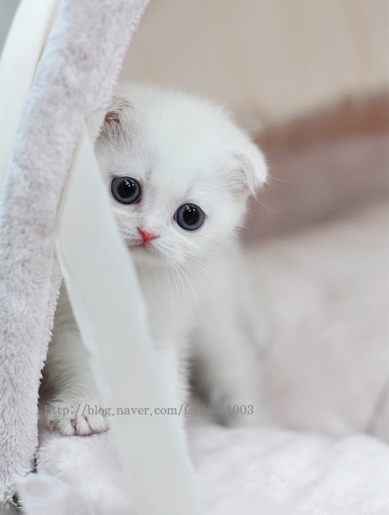 White Cute Scottish Fold Kitten